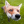 zorrito